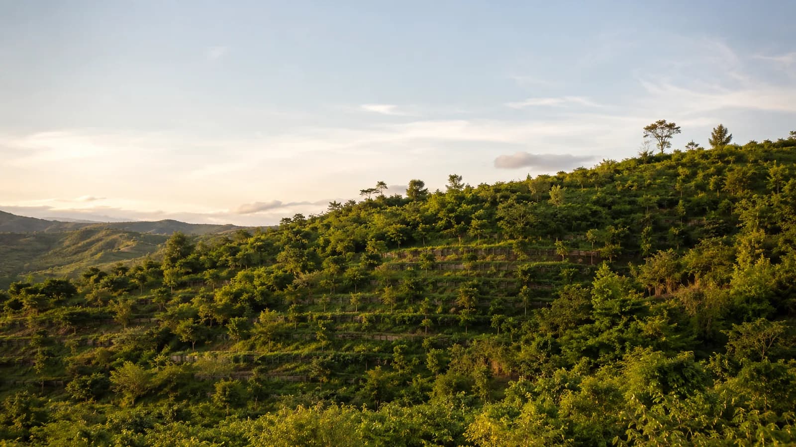 Encosta com vegetação em recomposição, em relevo de montanha