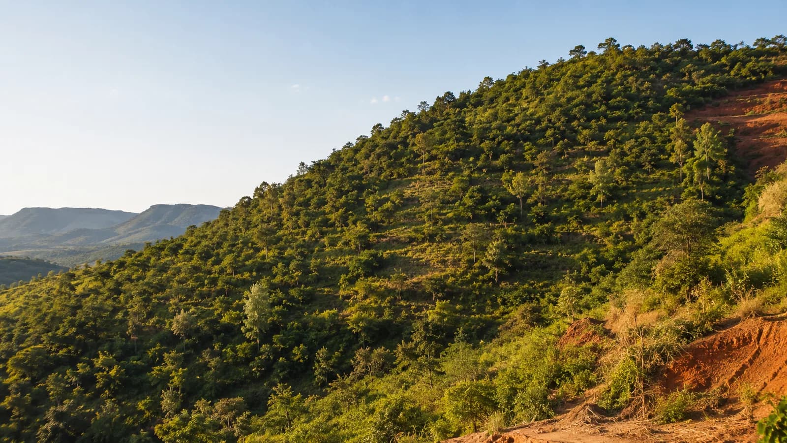 Área em processo de recuperação, com vegetação nativa em desenvolvimento